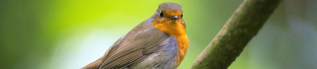 bird guide to attract robins