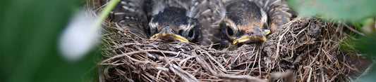 baby birds in nest