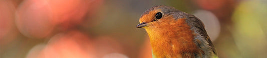 birds in april