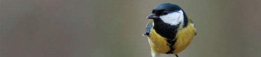 great tit