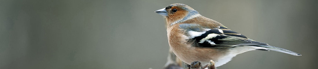 chaffinch