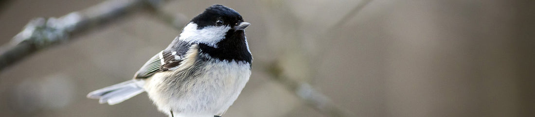 coal tit