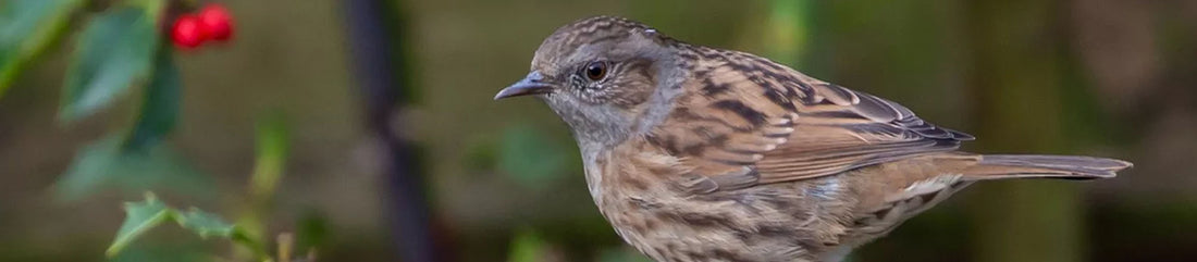 dunnock