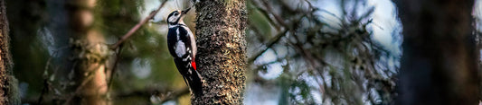 great spotted woodpecker