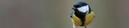 great tit