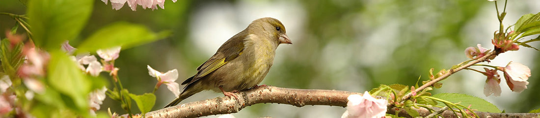 greenfinch