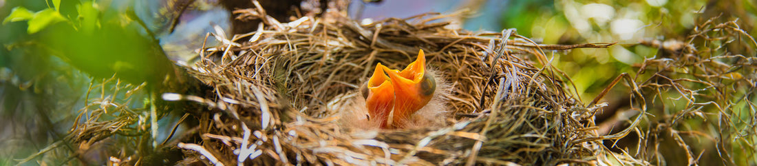 chicks in nest