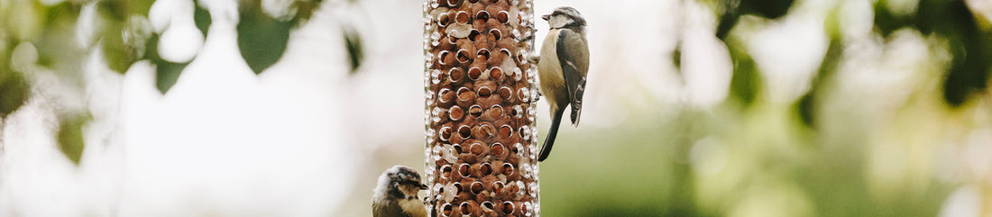 Bird feeding on sunflower hearts