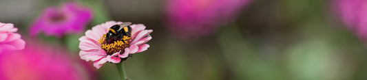 bee on flower