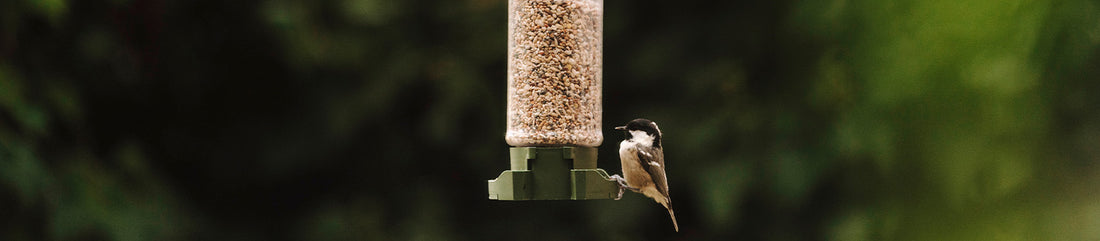 how to care for birds in spring bird feeding