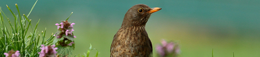 july garden birds