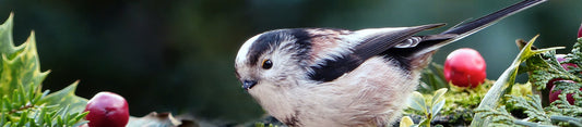 long tailed tit