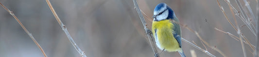 march garden birds