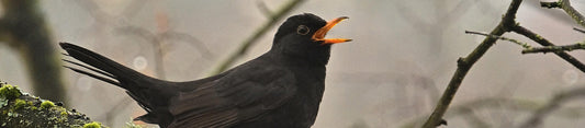 garden birds in may