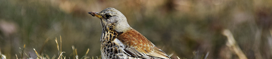 Fieldfare