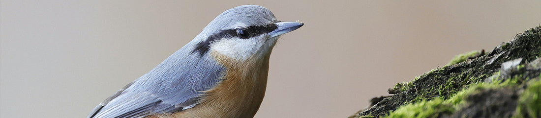 nuthatch