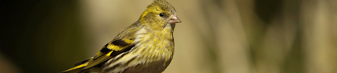 siskin
