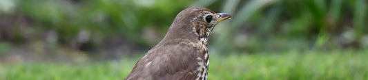 song thrush