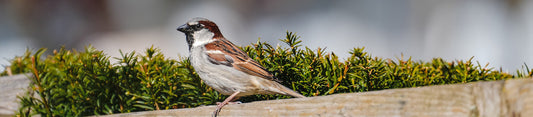 sparrow