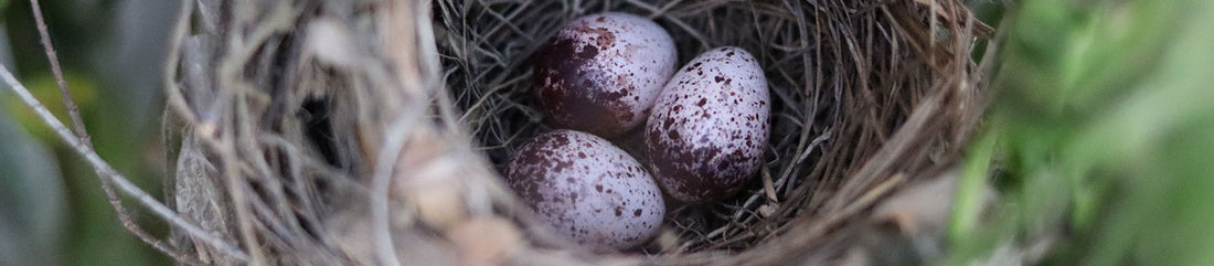Which Birds Nest in the UK