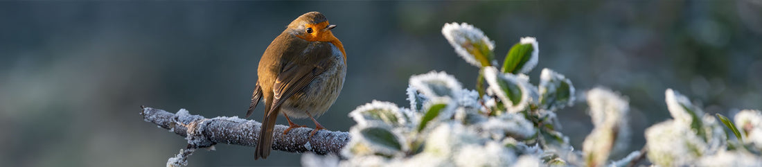 Robin on tree branch in freeze