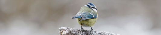 Blue tit on tree branch in frost