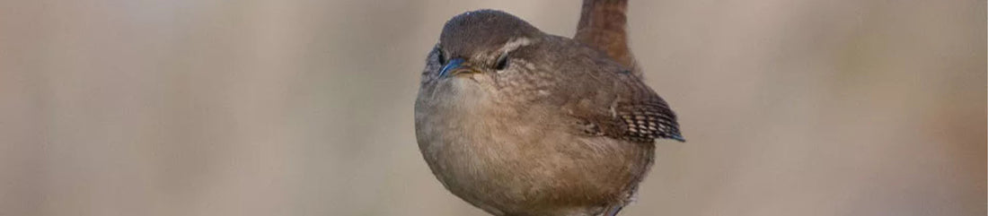 wren