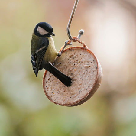 Peckish Natural Balance Coco-Not® Wild Bird Feeder