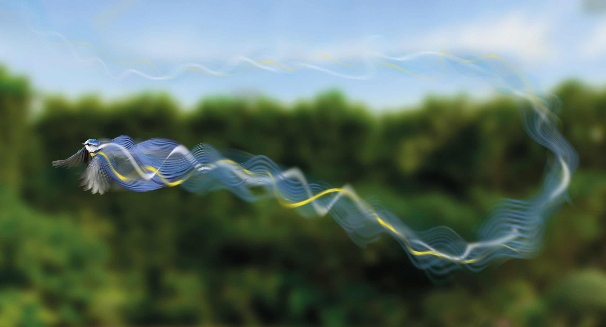 blue tit flying through sky