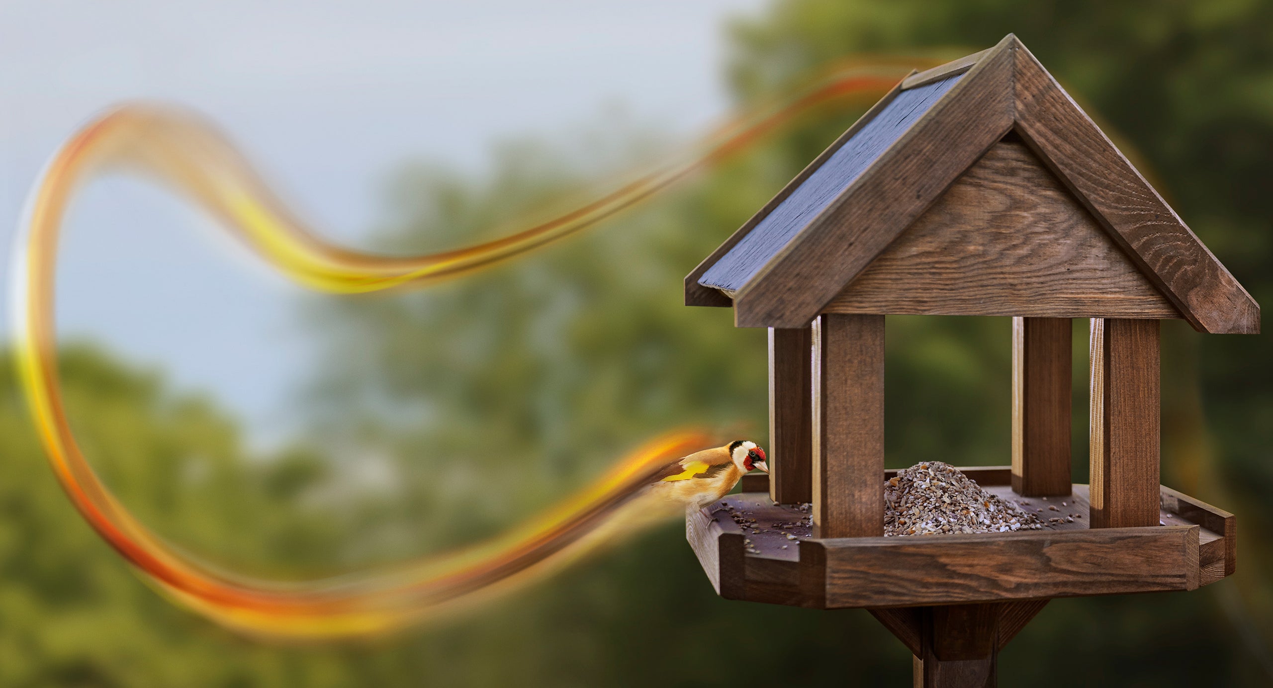 goldfinch on bird table