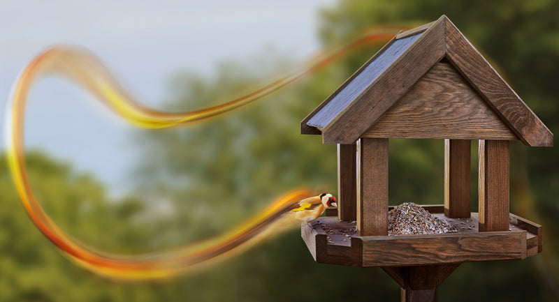 goldfinch on bird table