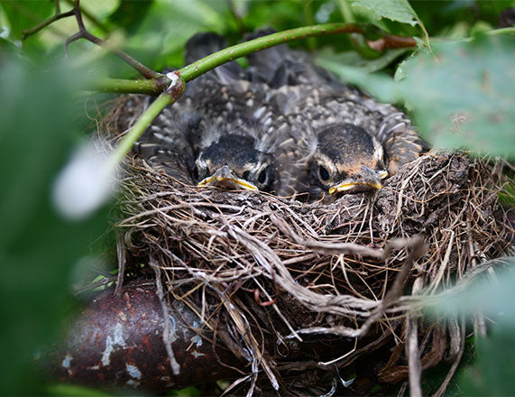 birds nesting in bird nest