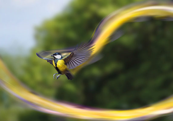 Peckish Bird Food