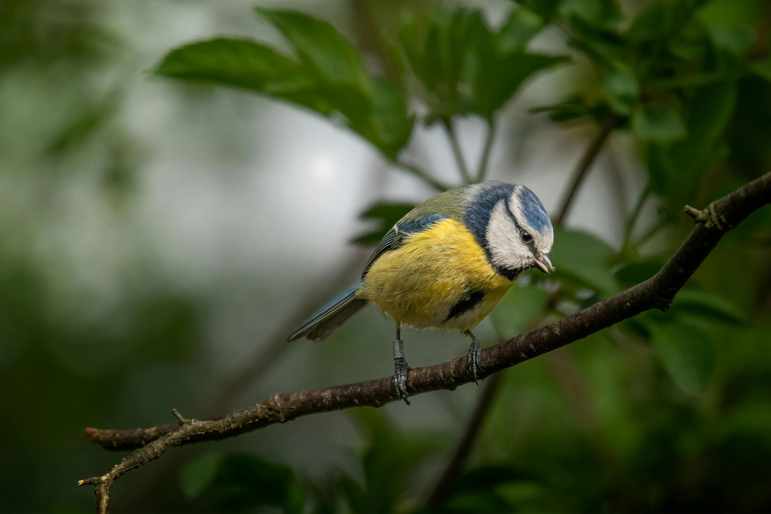 Peckish UK