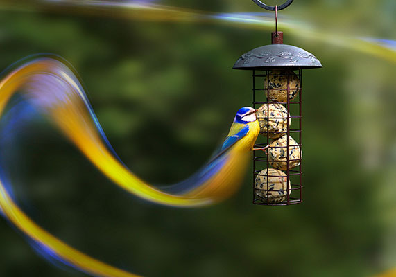 Peckish Bird Food