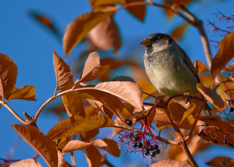 sparrow perched on tree branch