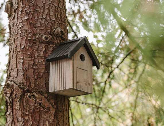 nest box hanging on tree trunk