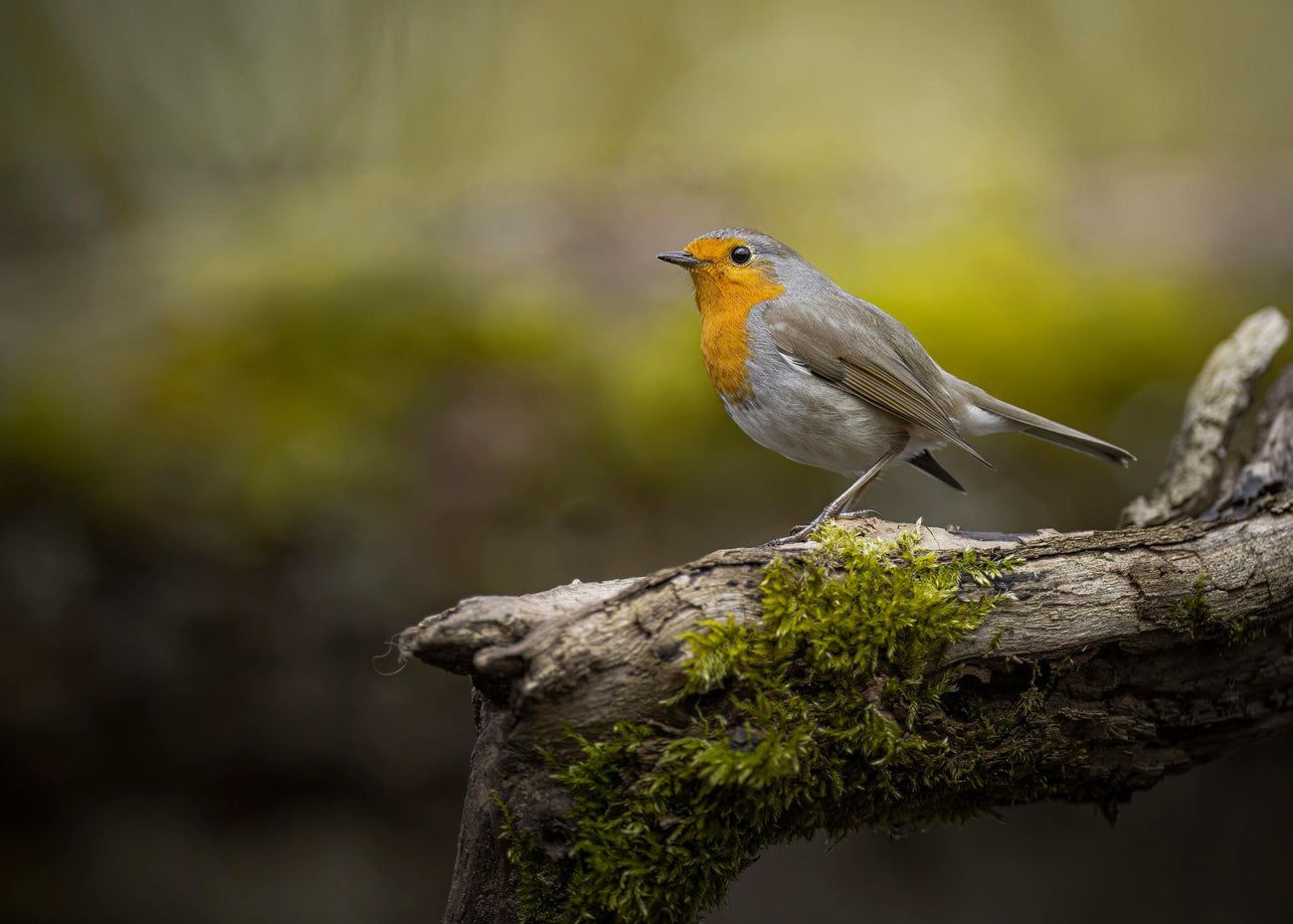 robin perched on branch