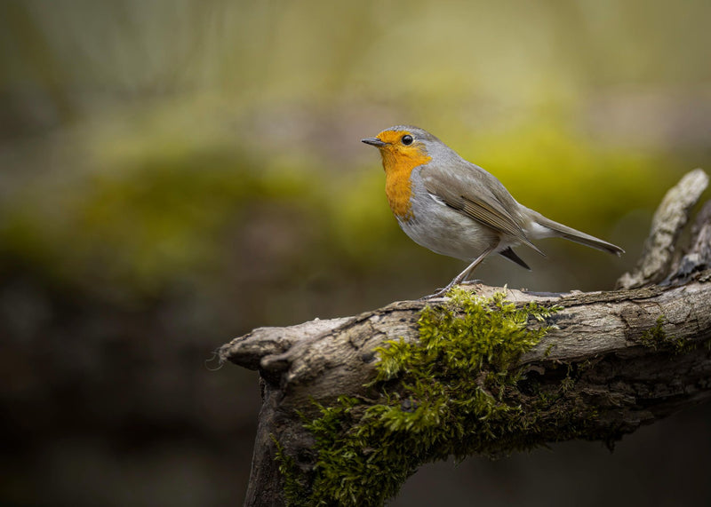 robin perched on branch
