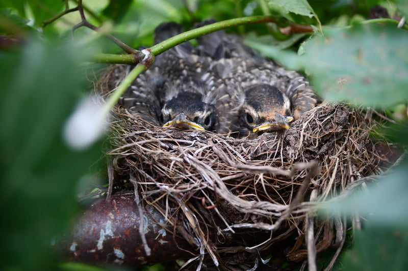 birds nesting in bird nest