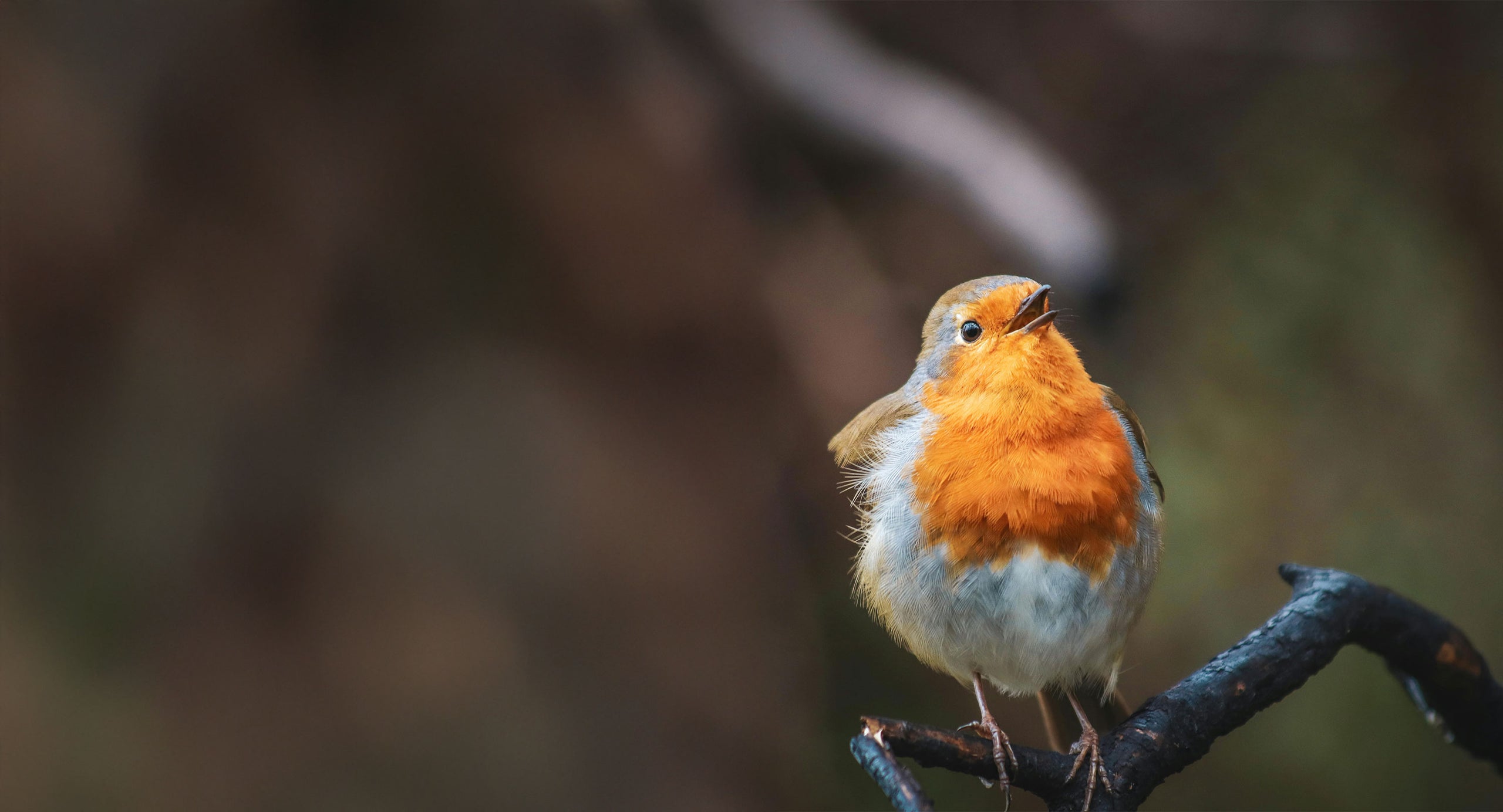 Peckish UK