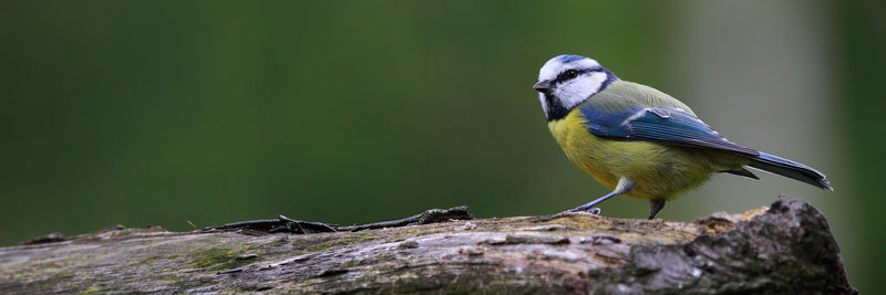 Peckish Bird Food