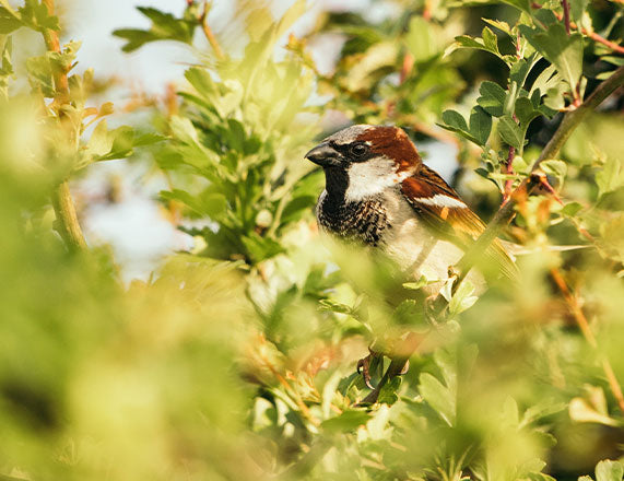 sparrow perched in hedge