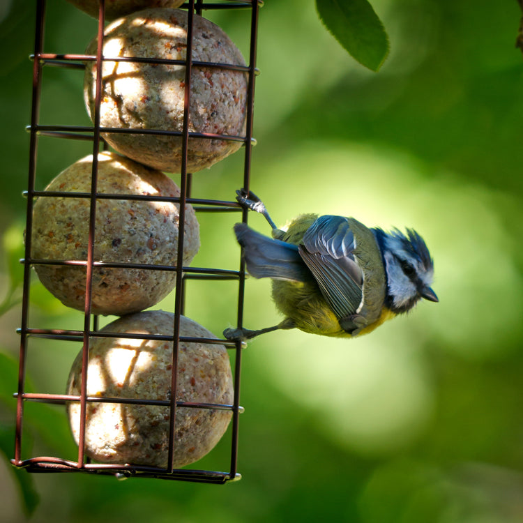 Peckish Secret Garden Energy Ball Feeder