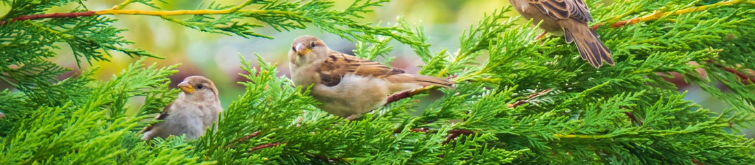 Sparrows in hedge