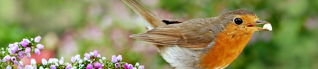 robin in summer