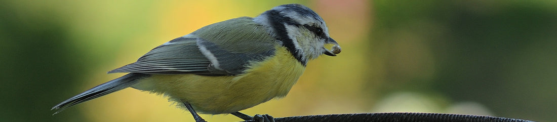 benefits of feeding wild birds