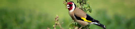 gold finch