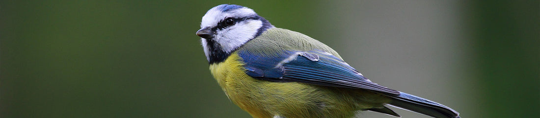 Bird Guide: Blue Tit