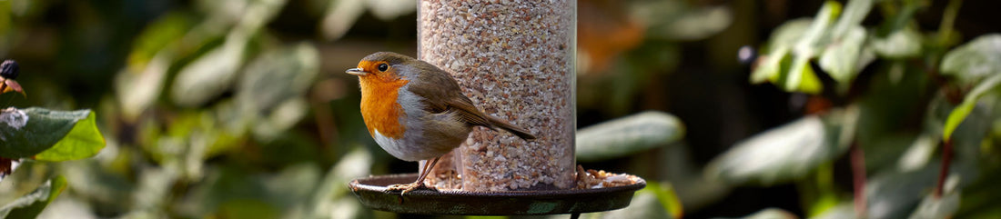 robin feeding on seed feeder